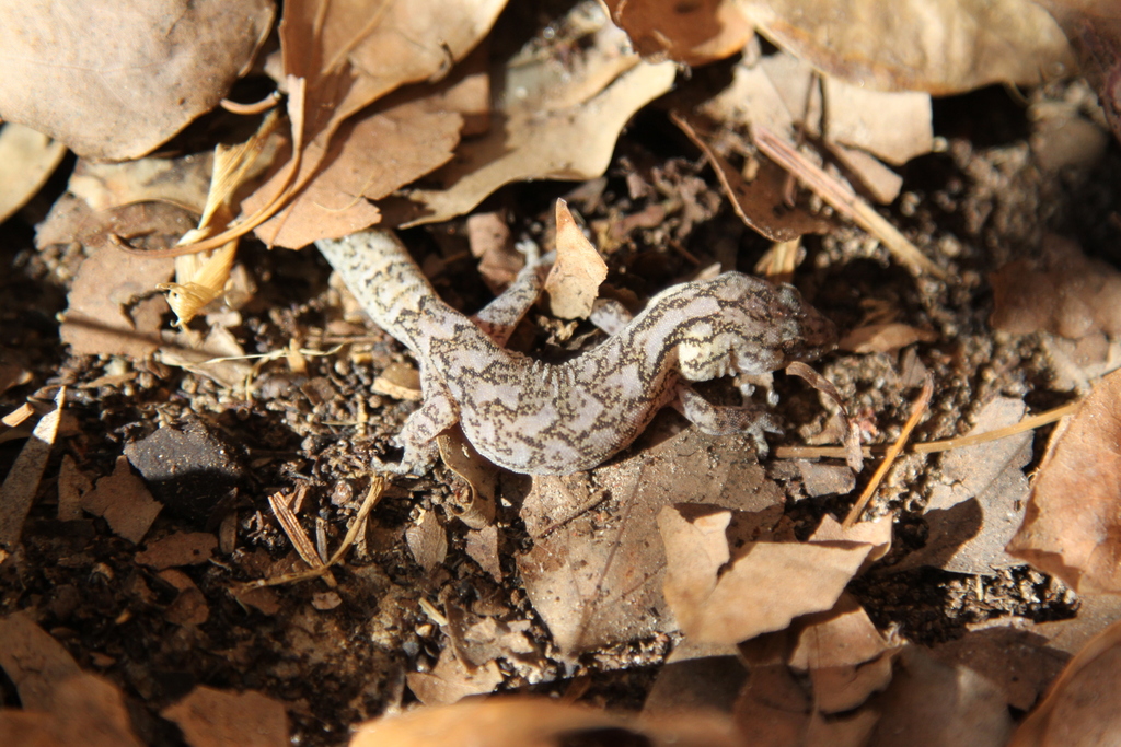 Australian Marbled Geckos