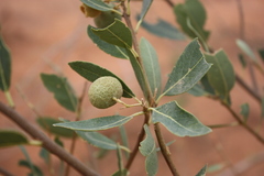 Boscia senegalensis