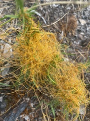 Cuscuta harperi