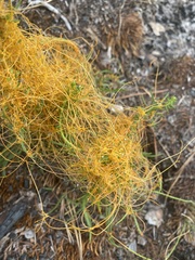 Cuscuta harperi