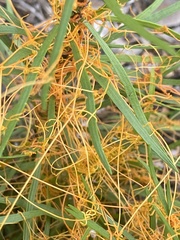 Cuscuta harperi