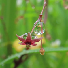 Vincetoxicum floribundum