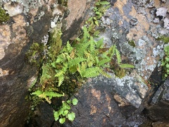 Polypodium saximontanum