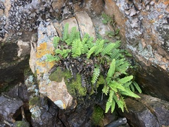 Polypodium saximontanum