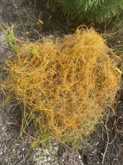 Cuscuta harperi