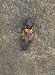 Stropenron hieroglyphica