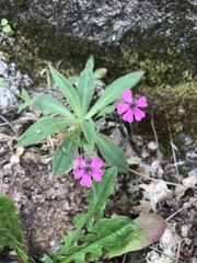 Silene acutifolia
