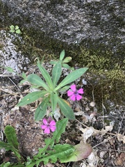 Silene acutifolia