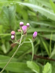 Cyanthillium cinereum