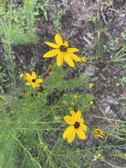 Coreopsis pulchra