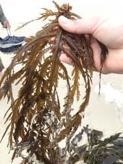 Desmarestia ligulata