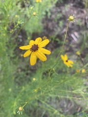 Coreopsis pulchra