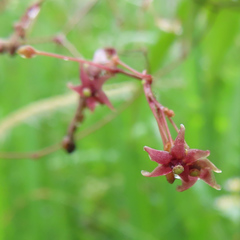 Vincetoxicum floribundum