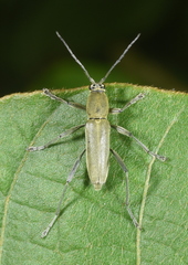 Chlorophorus viridulus