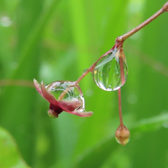 Vincetoxicum floribundum