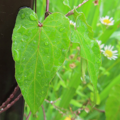Vincetoxicum floribundum
