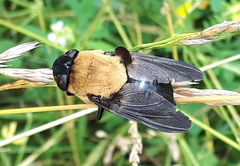 Cuterebra abdominalis