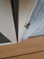 Melanoplus punctulatus