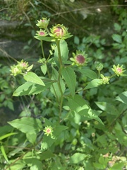 Rudbeckia heliopsidis