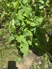 Rudbeckia heliopsidis