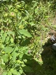 Rudbeckia heliopsidis