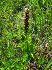 Galearis camtschatica