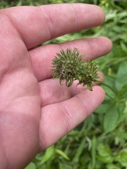 Marshallia trinervia