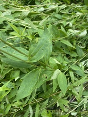 Marshallia trinervia