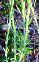 Athanasia juncea