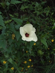 Hibiscus acicularis