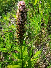 Galearis camtschatica