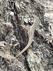 Anolis wattsii