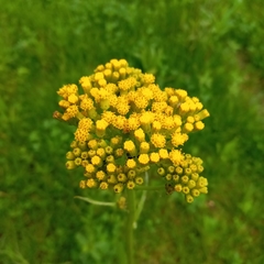 Senecio deformis