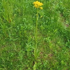 Senecio deformis