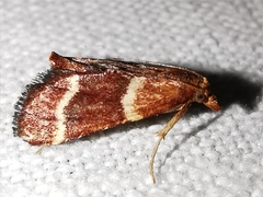 Stemmatophora combustalis