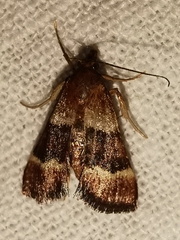 Stemmatophora combustalis