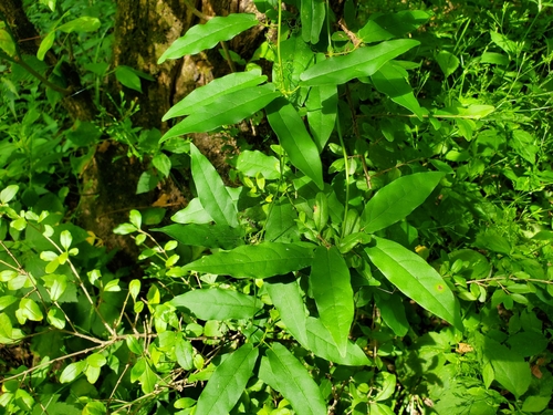 Bignonia capreolata