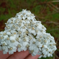 Achillea millefolium