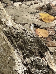 Anolis wattsii