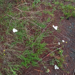 Achillea millefolium