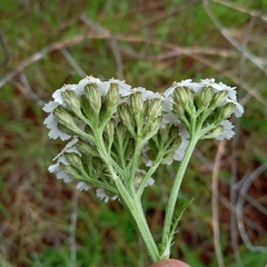 Achillea millefolium
