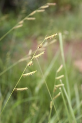 Urochloa jubata