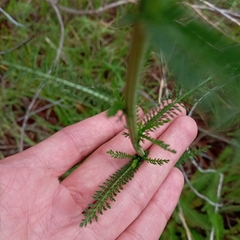 Achillea millefolium