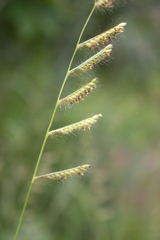 Urochloa jubata