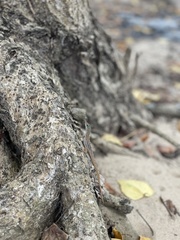 Anolis wattsii