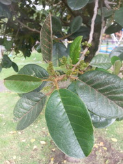 Hieronyma macrocarpa