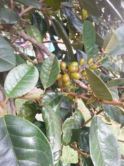 Hieronyma macrocarpa