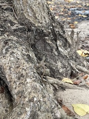 Anolis wattsii