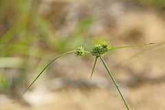 Cyperus lupulinus macilentus