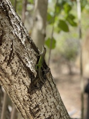 Anolis leachii